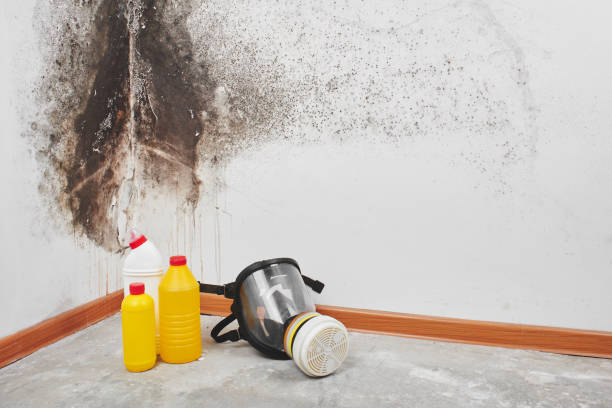 Best Commercial Mold Removal  in Estero, FL