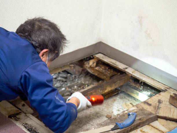 Best Office Mold Removal Services  in Estero, FL