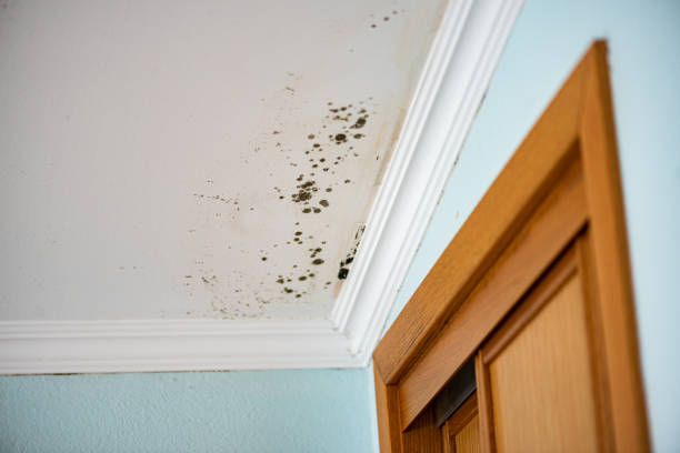 Best Attic Mold Removal  in Estero, FL